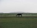 03 les chevaux broutent l herbe si rare dans le Sahel